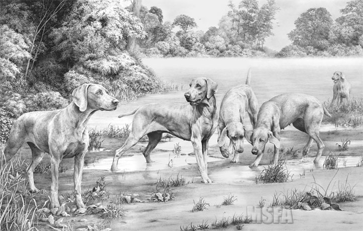 Weimaraner print from a graphite pencil drawing by Mike Sibley
