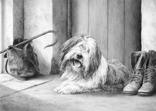 Bearded Collie print from a pencil drawing by Mike Sibley