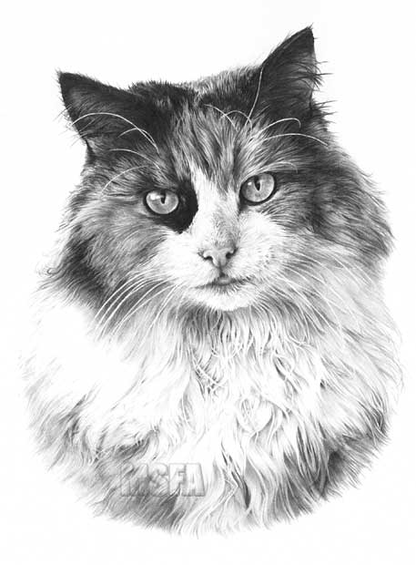 Tortoiseshell Cat print and graphite pencil drawing by Mike Sibley.