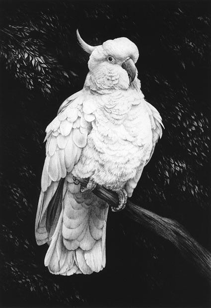'Cockatoo #1' graphite pencil drawing by Mike Sibley.