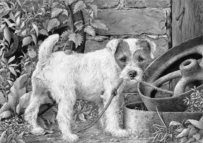 Parson Russell Terrier print and graphite pencil drawing by Mike Sibley