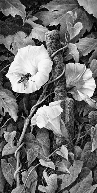'Bindweed and Hoverfly' graphite pencil drawing by Mike Sibley.