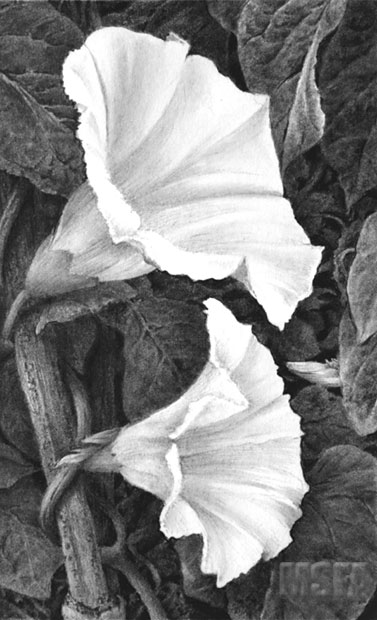 'Bindweed' Convolvulus graphite pencil drawing by Mike Sibley.