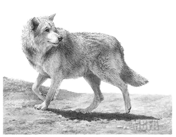 'Wolf' graphite pencil drawing by Mike Sibley