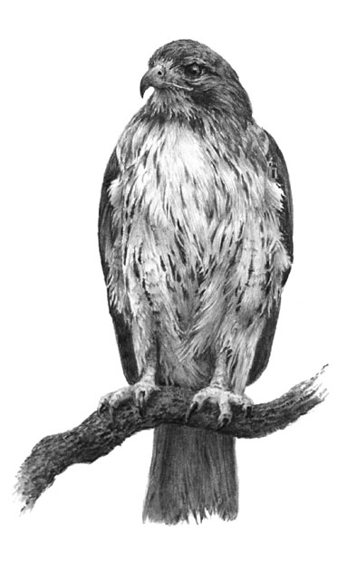 'Redtailed Hawk' graphite pencil drawing by Mike Sibley.
