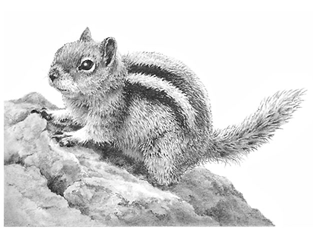 'Golden Mantled Ground Squirrel' graphite pencil drawing by Mike Sibley