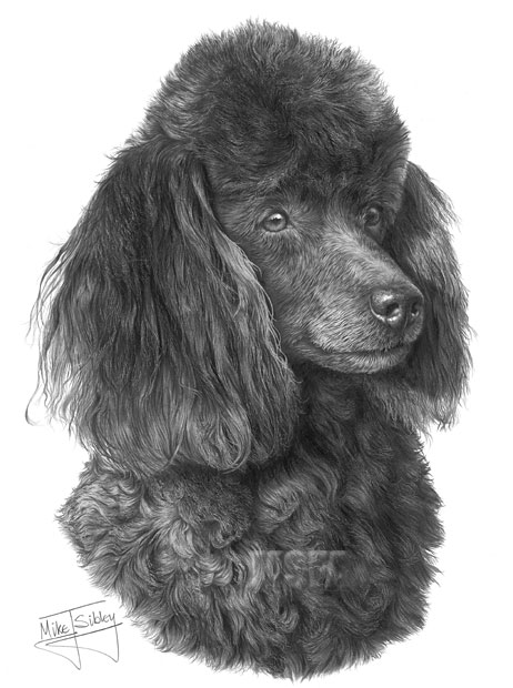 Poodle print from graphite pencil drawing by Mike Sibley.