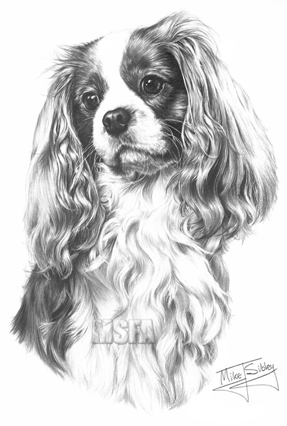 'Cavalier King Charles Spaniel' print from graphite pencil drawing by Mike Sibley.