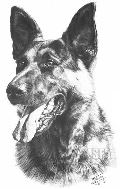 German Shepherd Dog print from graphite pencil drawing by Mike Sibley.