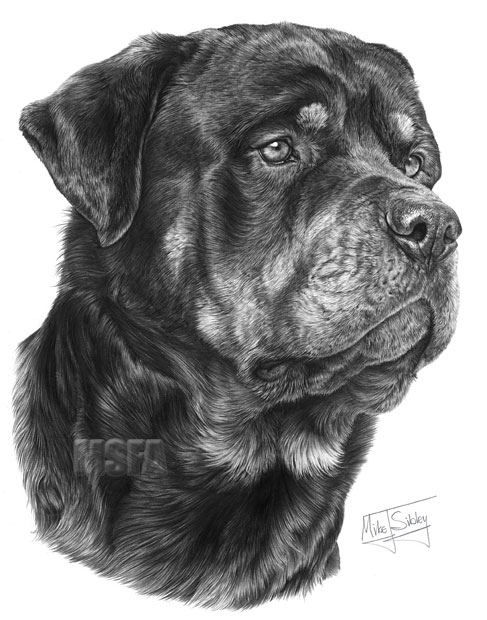 Rottweiler print from graphite pencil drawing by Mike Sibley.