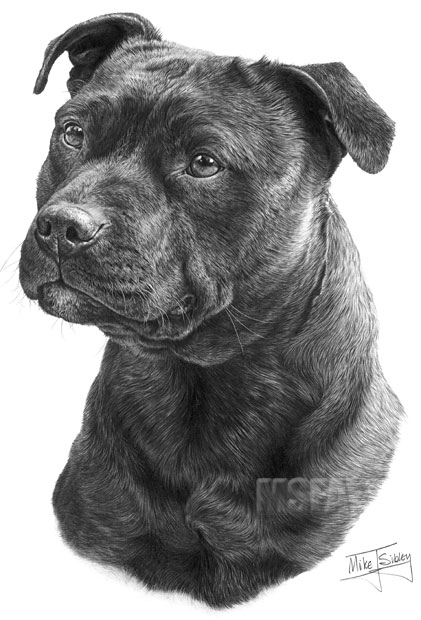 Staffordshire Bull Terrier print from graphite pencil drawing by Mike Sibley.