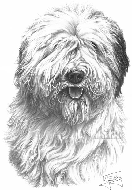 'Old English Sheepdog' print from graphite pencil drawing by Mike Sibley.