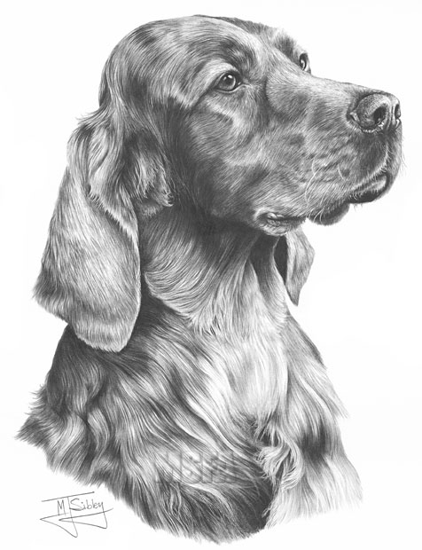 Irish Setter print from graphite pencil drawing by Mike Sibley.
