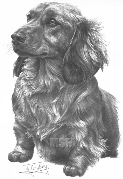 'Longhaired Dachshund' print from graphite pencil drawing by Mike Sibley.