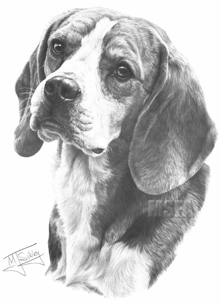'Beagle' print from graphite pencil drawing by Mike Sibley.