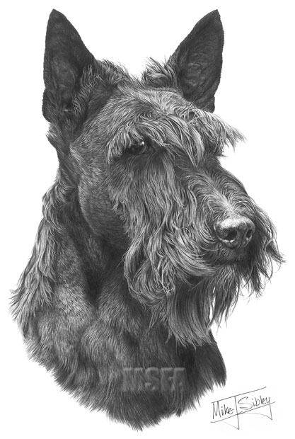 Scottish Terrier print from graphite pencil drawing by Mike Sibley.