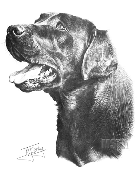 'Black Labrador' print from graphite pencil drawing by Mike Sibley.