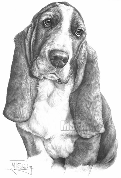 'Basset Hound' print from graphite pencil drawing by Mike Sibley.