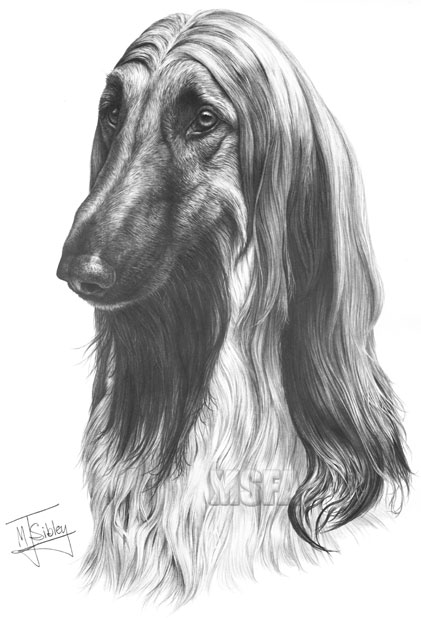 'Afghan Hound' print from graphite pencil drawing by Mike Sibley.