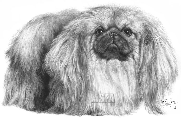 Pekingese print from graphite pencil drawing by Mike Sibley.