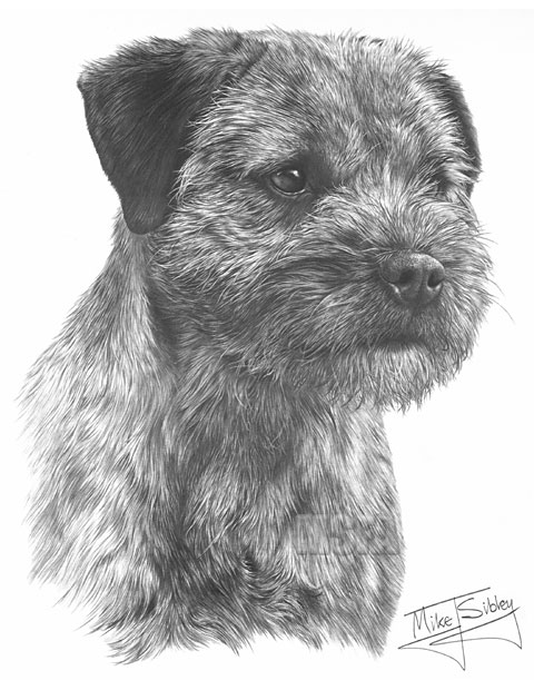 Border Terrier print from graphite pencil drawing by Mike Sibley.