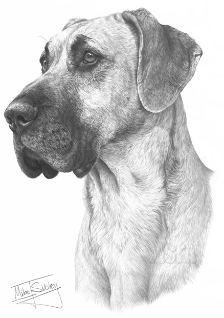 Great Dane print from graphite pencil drawing by Mike Sibley.