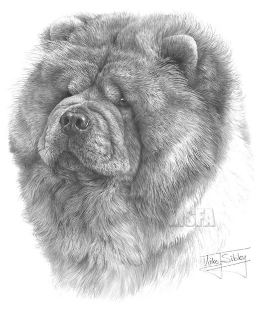 Chow Chow print from graphite pencil drawing by Mike Sibley.