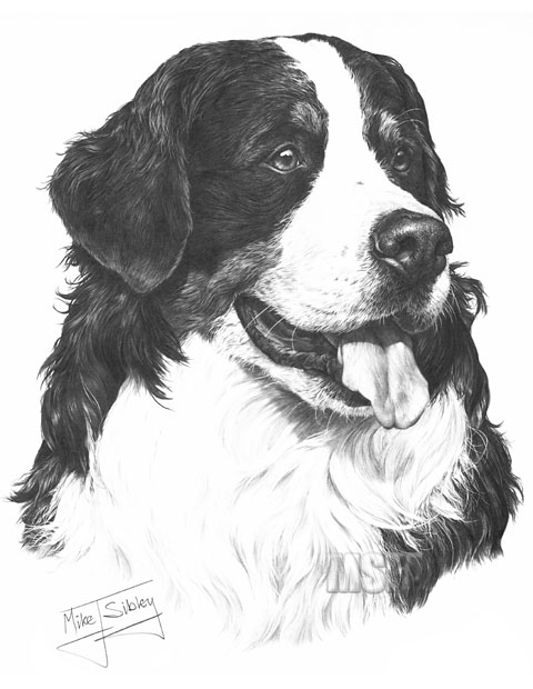 Bernese Mountain Dog print from graphite pencil drawing by Mike Sibley.