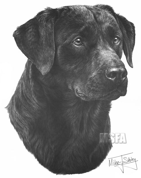 Black Labrador print from graphite pencil drawing by Mike Sibley.