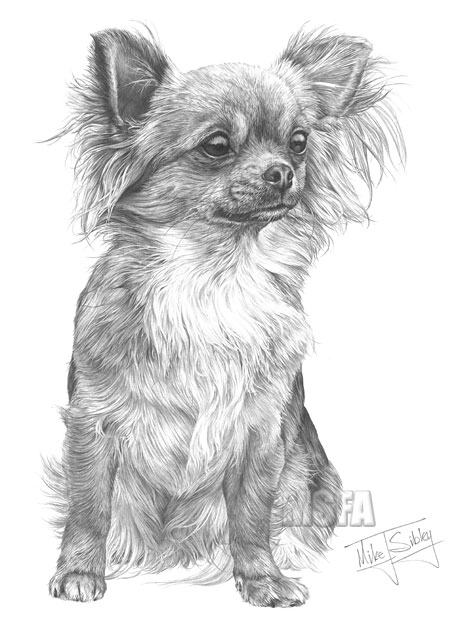 Long Hair Chihuahua print from graphite pencil drawing by Mike Sibley.
