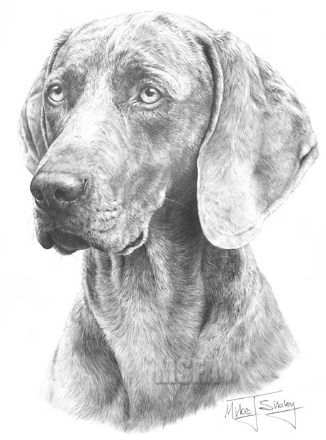 Weimaraner print from graphite pencil drawing by Mike Sibley.