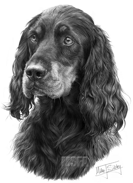 Gordon Setter print from graphite pencil drawing by Mike Sibley.