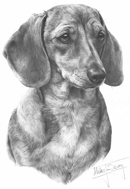 Miniature Smooth Haired Dachshund print from a graphite pencil drawing by Mike Sibley.