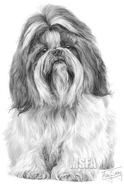 Shih Tzu print from a graphite pencil drawing by Mike Sibley.