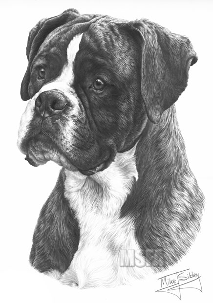 Boxer print from graphite pencil drawing by Mike Sibley.