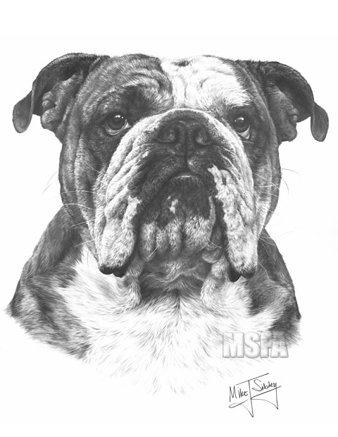 Bulldog print from graphite pencil drawing by Mike Sibley.