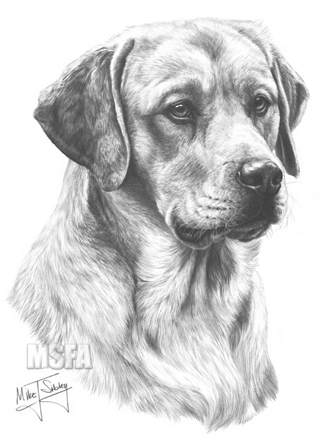Yellow Labrador print from graphite pencil drawing by Mike Sibley.