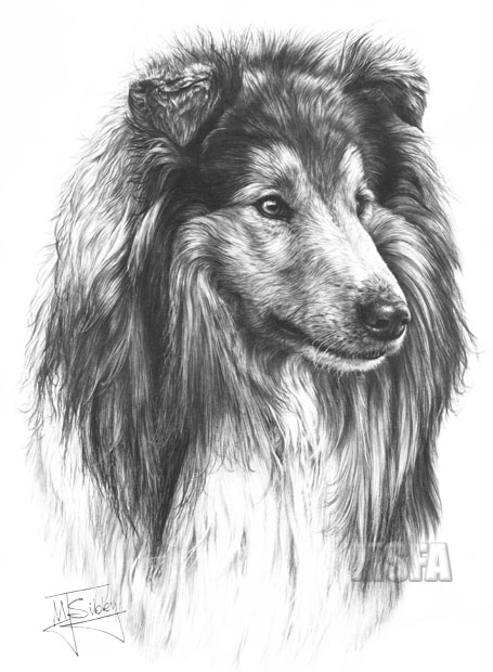 Rough Collie print from graphite pencil drawing by Mike Sibley.