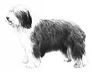 Bearded Collie limited edition dog print by Mike Sibley