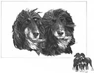 Afghan Hound fine art dog print by Mike Sibley