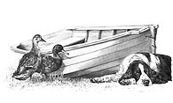 'Peekin' Duck' Springer Spaniel fine art print by Mike Sibley