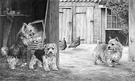 'Rags, Tatters and Gentleman George' Norfolk and Norwich Terrier fine art print by Mike Sibley
