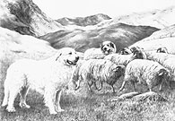 'Pyrenean #1' Pyrenean Mountain Dog (Great Pyrenees) fine art print by Mike Sibley