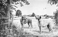 Irish Wolfhound fine art dog print by Mike Sibley