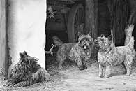 Cairn Terrier fine art dog print by Mike Sibley