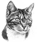 'Tabby Cat' fine art cat print by Mike Sibley