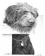 Bearded Collie cross fine art dog print by Mike Sibley