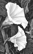 Bindweed (Convolvulus) fine art dog print by Mike Sibley