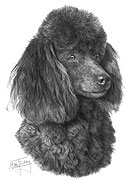 Poodle fine art dog print by Mike Sibley