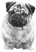 Pug fine art print by Mike Sibley